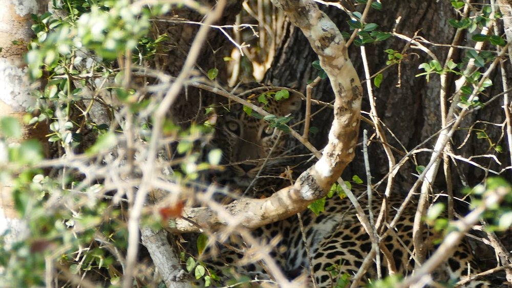 Leopard